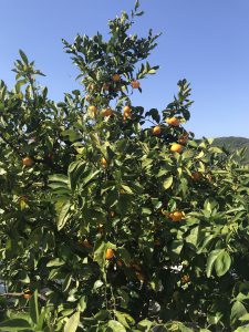 483574A9-D3C4-4931-BD56-968B7EA087DF