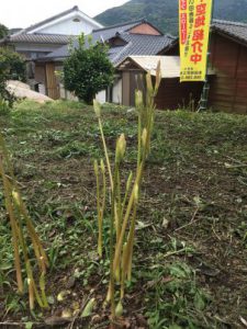 AE381AAF-E72E-4DD3-BF6D-A6407270381F