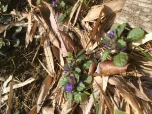 96C61BF1-1EB1-4A90-A532-E2D242559B32