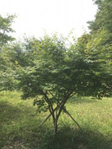 D926AEF0-E9AE-4845-9E61-21A426ABDB7D