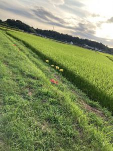 39E360E4-AD19-4A2D-8442-0E43A50F69EF