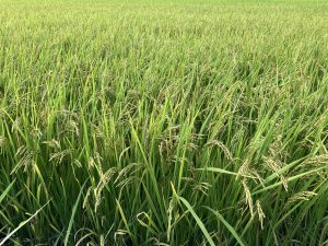 9BA44BF0-7191-4FB6-9096-FDECCAF6462F