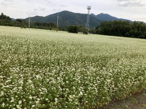 BAB36783-3C10-4E9C-B449-A7EBEB601D0A