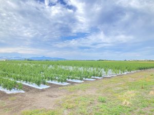 DA75EC73-B184-42DE-AACD-560818A562C2