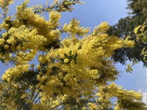 955E8951-3EAB-4553-8909-5C45642F132F