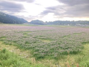 F9148C71-AA72-4107-AFE8-6741C94A905C